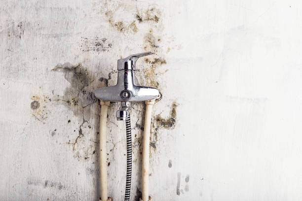 Best Mold Removal Near Me  in Ripley, MS