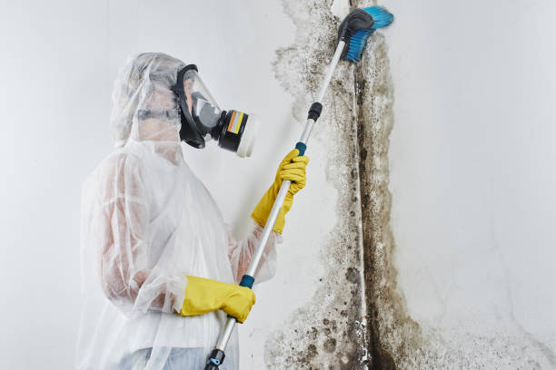 Best Black Mold Removal  in Ripley, MS