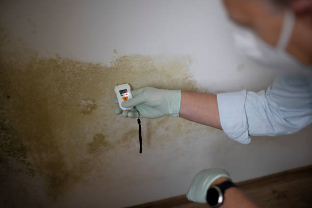 Best Toxic Mold Removal  in Ripley, MS