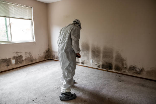 Best Mold Removal Company Near Me  in Ripley, MS