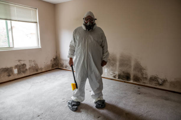 Best Residential Mold Removal  in Ripley, MS
