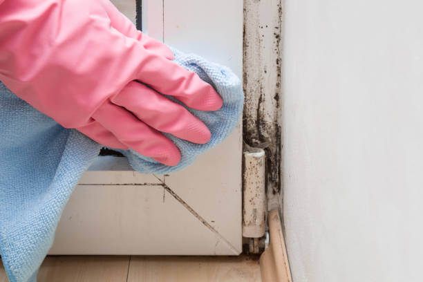 Best Mold Damage Repair  in Ripley, MS